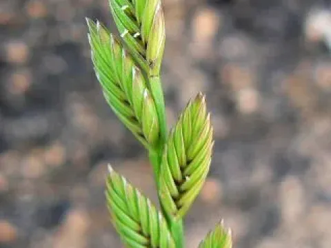 Castellia
