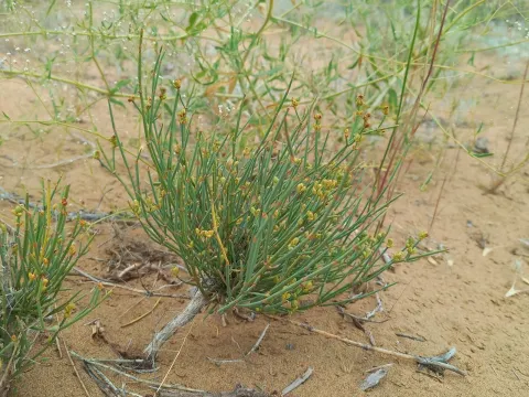 Ephedra lomatolepis