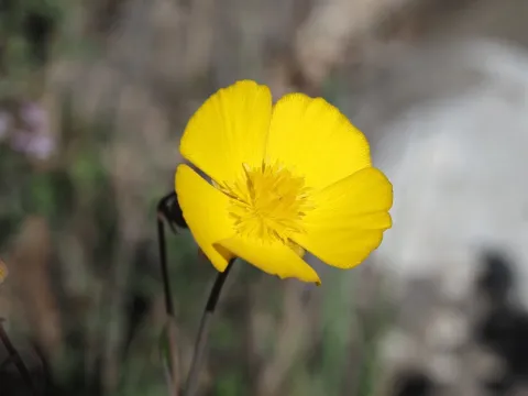 Grassy-leaved buttercup