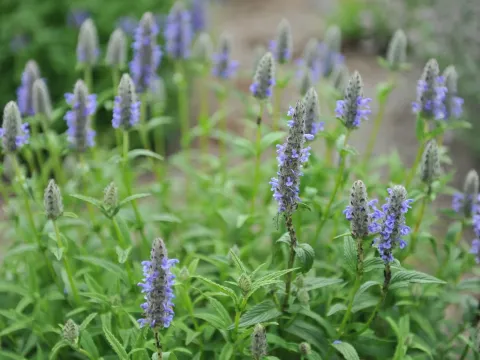 Nervosa catmint