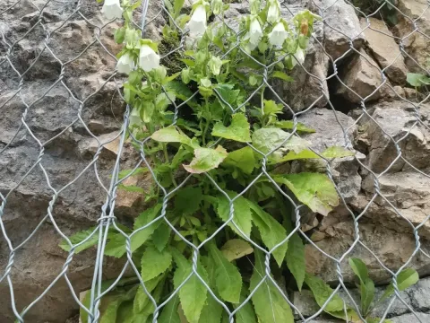 Hofmann's bellflower