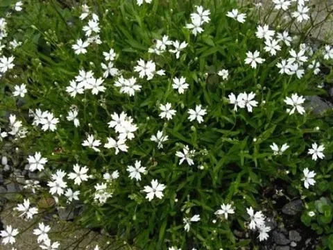 Alpine catchfly