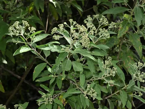 Плюхея каролинская