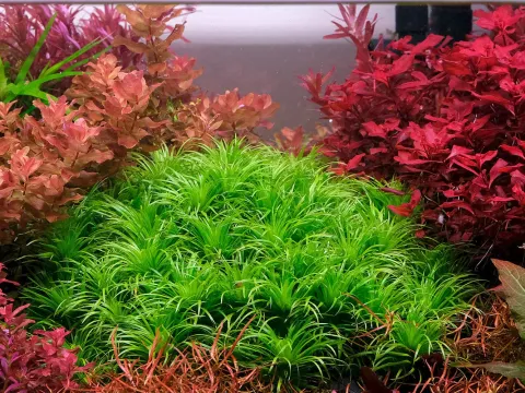 Syngonanthus