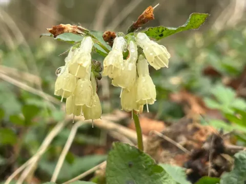Symphytum grandiflorum