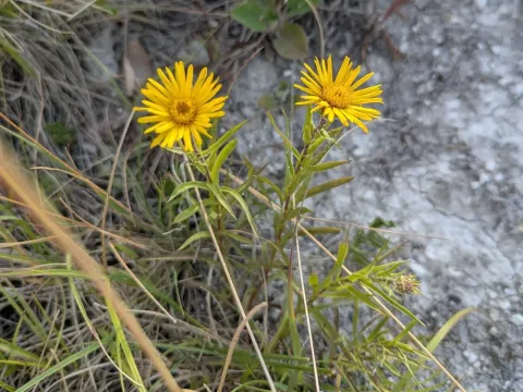 Sword-leaf inula