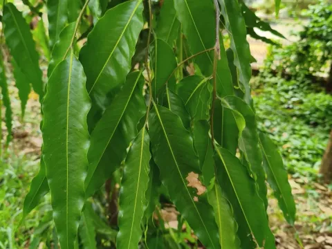 Polyalthia