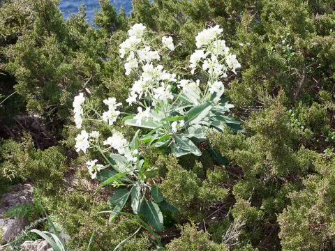 Island cabbage