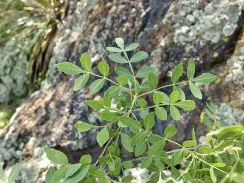 Goodding's ash