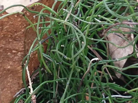 Dwarf scouring rush