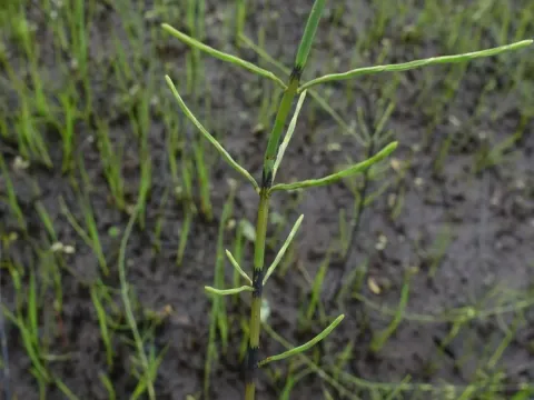 Dyce's horsetail
