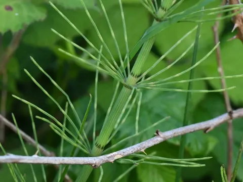 Shore horsetail