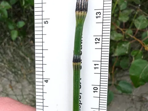 Mackay's Horsetail