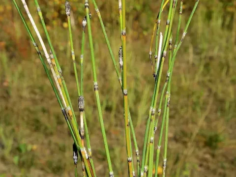 Southern horsetail