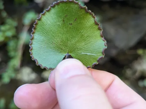 Kidney-shaped maidenhair