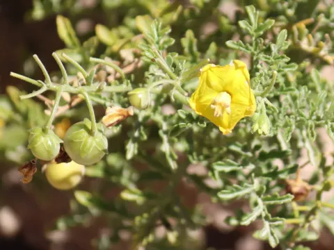 Solanum sitiens