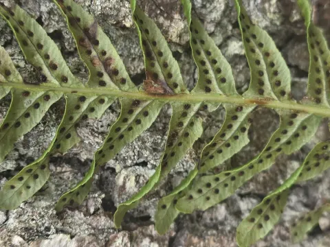 Manton's polypody