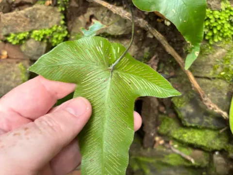 Ivy-leaved spleenwort