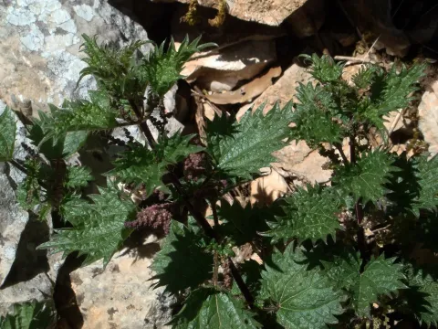 Dark nettle