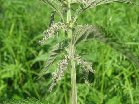 Fen nettle
