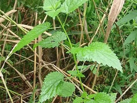 Hula nettle