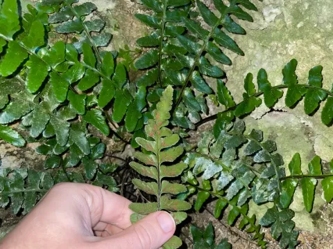 Sea spleenwort