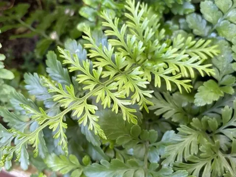 Balearic spleenwort