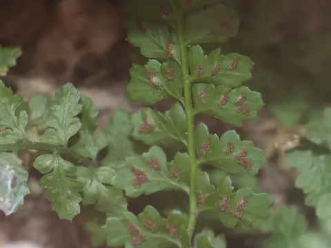Asplenium foreziense