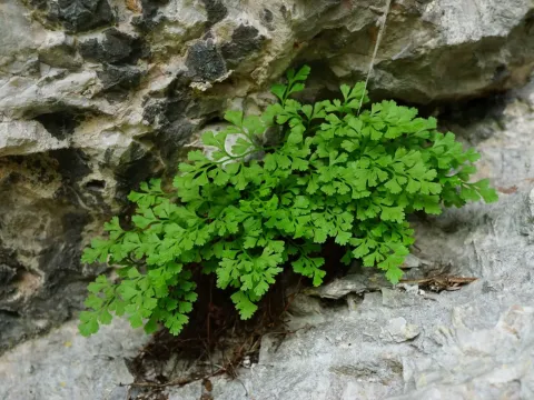 Asplenium lepidum