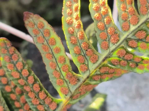 Intermediate polypody