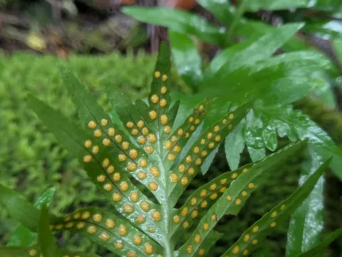 Polypodium macaronesicum