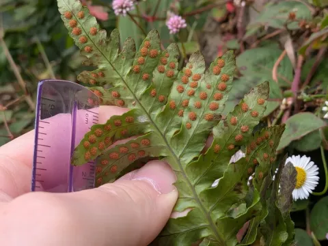 Azores polypody