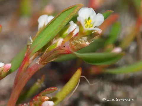 Northern knotweed