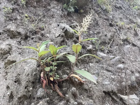 Персикария мягкая