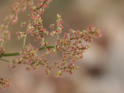 Intermediate sorrel