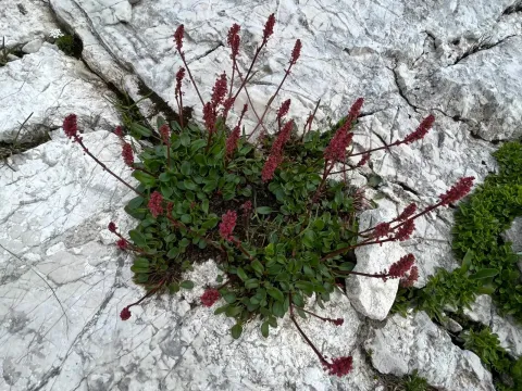 Snow sorrel