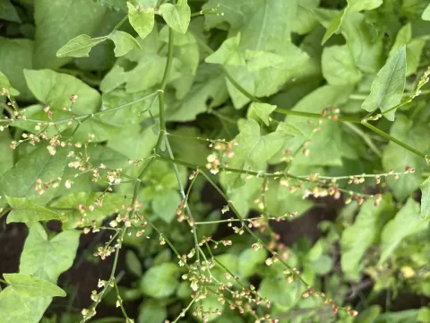 Madeira sorrel