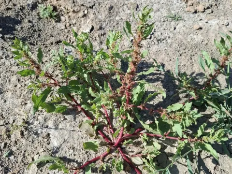 Ukrainian sorrel