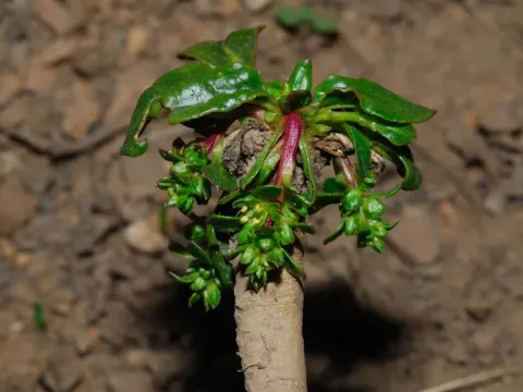 Dwarf beet