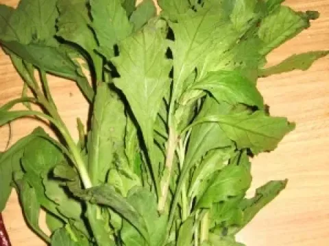 Dysphania suffruticosa