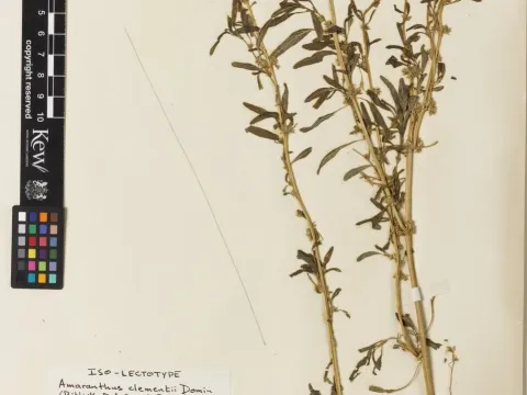 Amaranthus clementii
