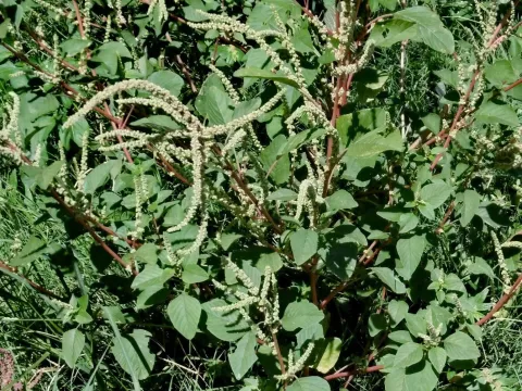 Spiny amaranth