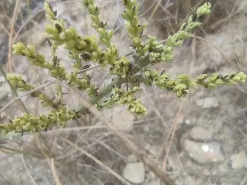 Salsola genistoides