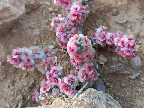 Halogeton sativus