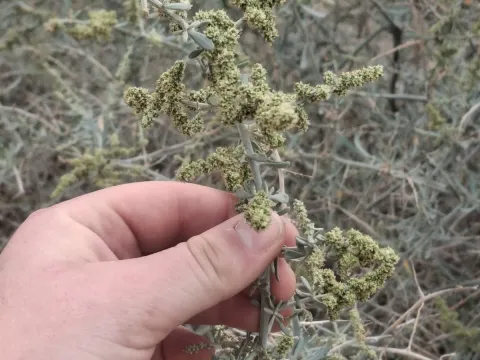 Chenopodium nitrariaceum