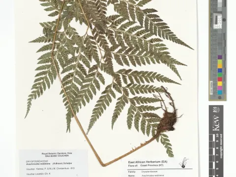 Arachniodes webbiana