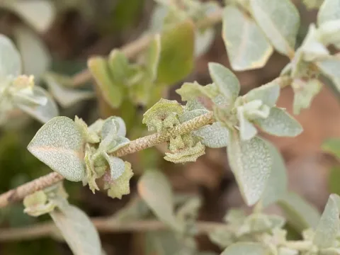 Eardley's saltbush