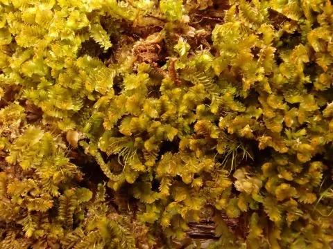 Tritomaria exsecta