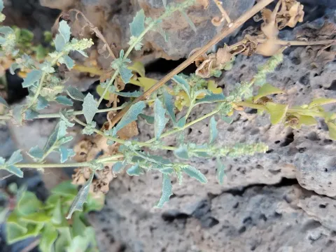 Лебеда приподнимающаяся
