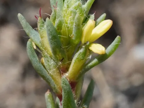 Camphorosma annua